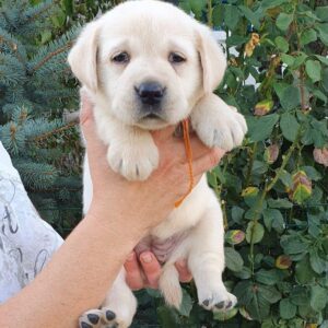 Maxi Labrador Retriever Maxi Labrador Retriever