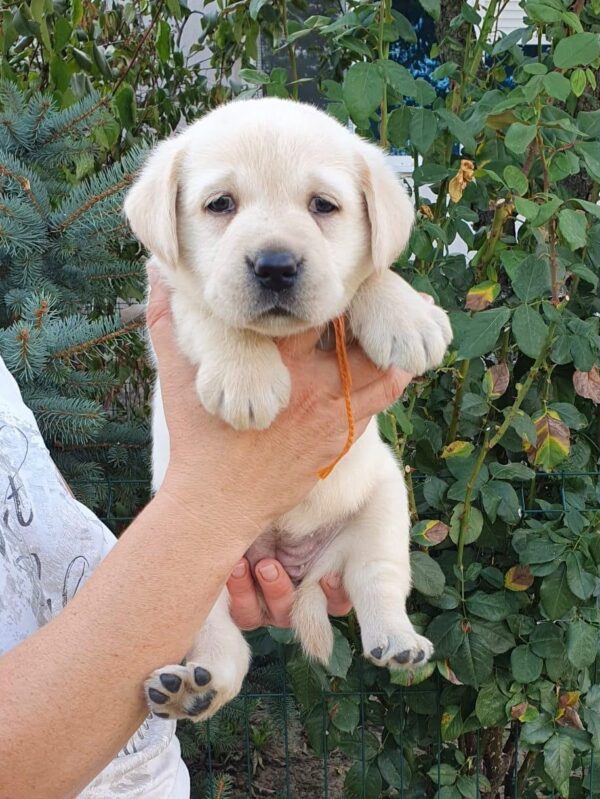 Maxi Labrador Retriever Maxi Labrador Retriever