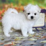 Melly-female-Biewer-puppy-for-sale- (1)