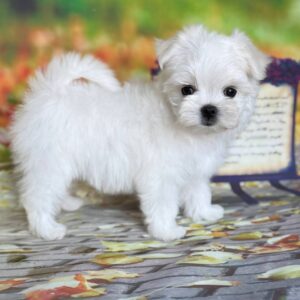 Melly Maltese Melly Maltese