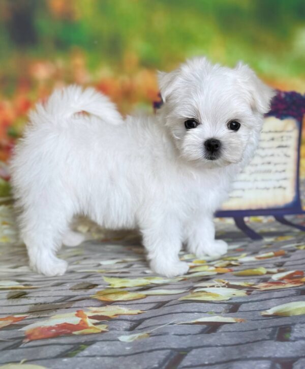Melly Maltese Melly Maltese