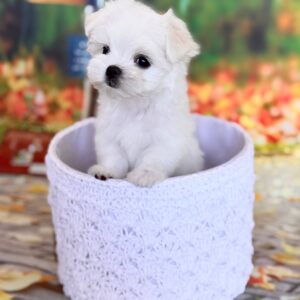 Melly Maltese Melly Maltese