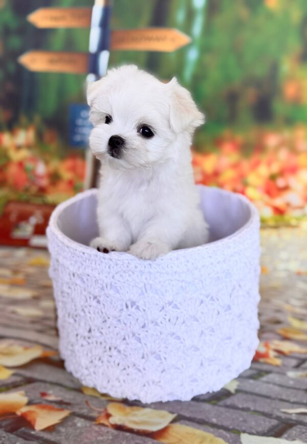 Melly Maltese Melly Maltese