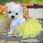 Melly-female-Biewer-puppy-for-sale- (3)