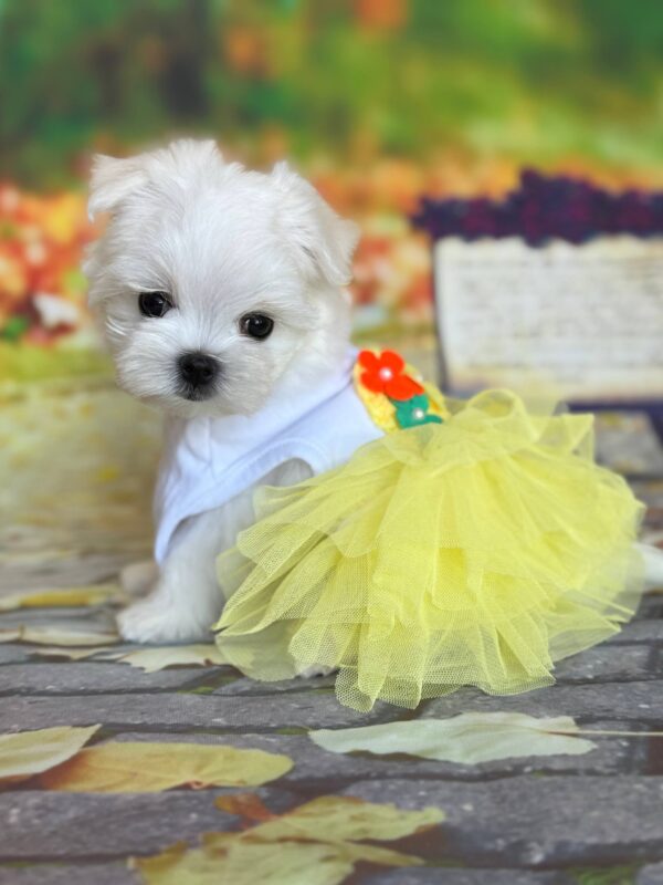 Melly Maltese Melly Maltese