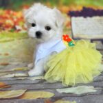 Melly-female-Biewer-puppy-for-sale- (4)