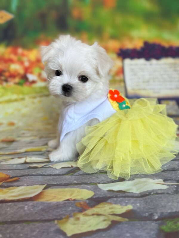 Melly Maltese Melly Maltese