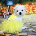 Melly-female-Biewer-puppy-for-sale- (5)