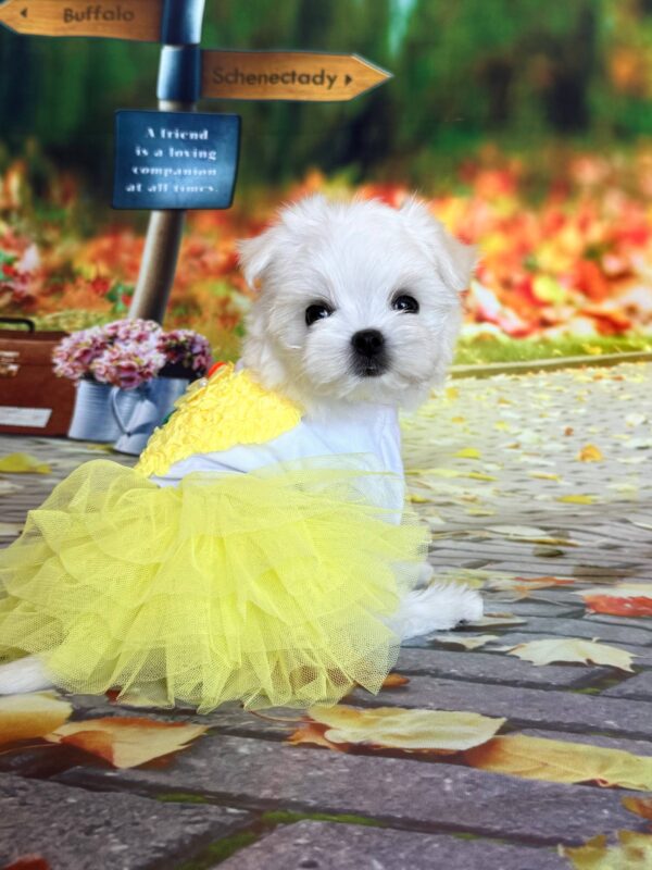 Melly Maltese Melly Maltese
