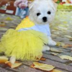 Melly-female-Biewer-puppy-for-sale- (6)