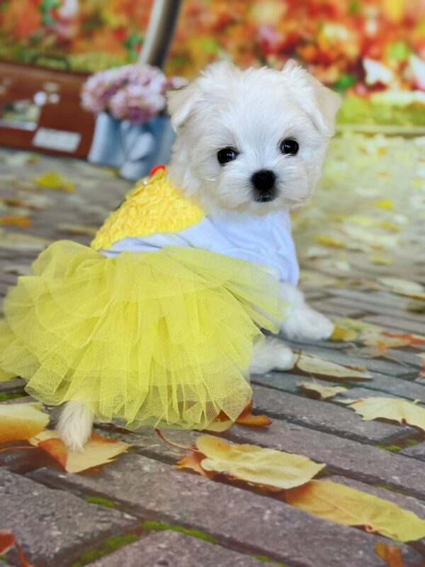 Melly Maltese Melly Maltese