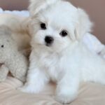 Milka–female-Biewer-puppy-for-sale- (1)