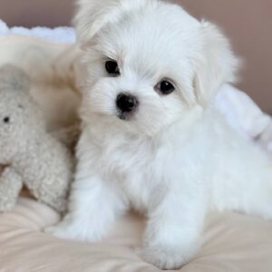 Milka Maltese Milka Maltese