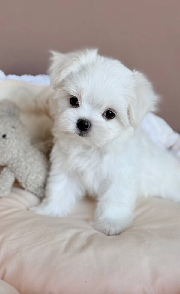 Milka Maltese Milka Maltese