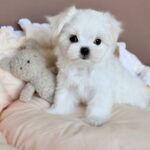 Milka–female-Biewer-puppy-for-sale- (2)