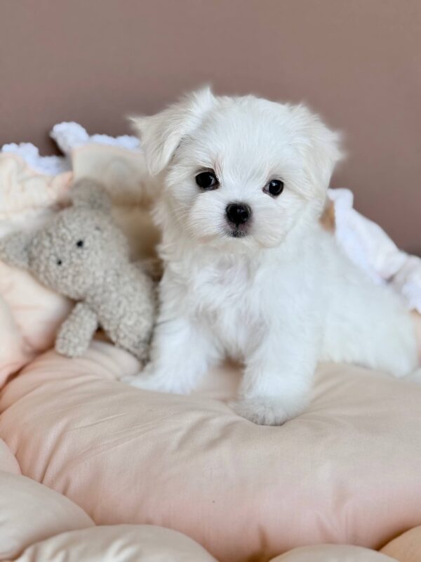 Milka Maltese Milka Maltese