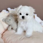 Milka–female-Biewer-puppy-for-sale- (3)