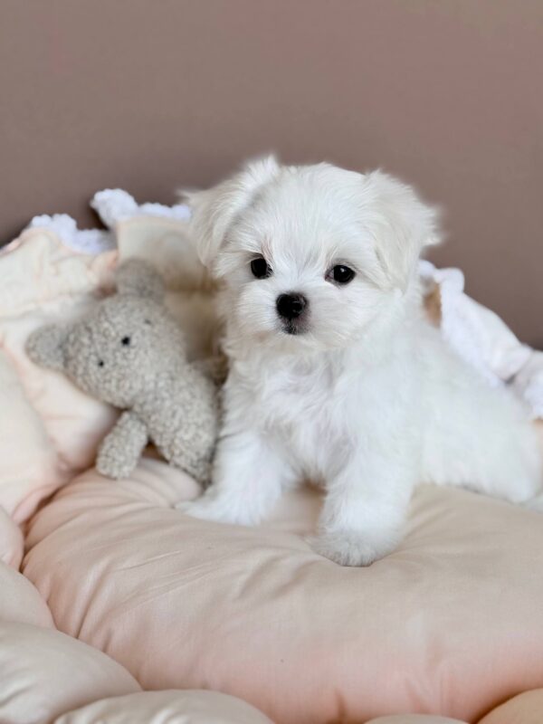 Milka Maltese Milka Maltese