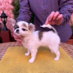 Minnie-female-chihuahua-puppy-for-sale-1 (1)