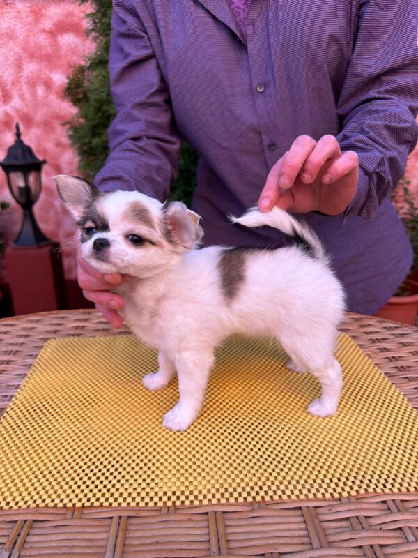 Minnie Chihuahua Minnie Chihuahua