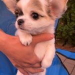 Minnie-female-chihuahua-puppy-for-sale-1 (2)