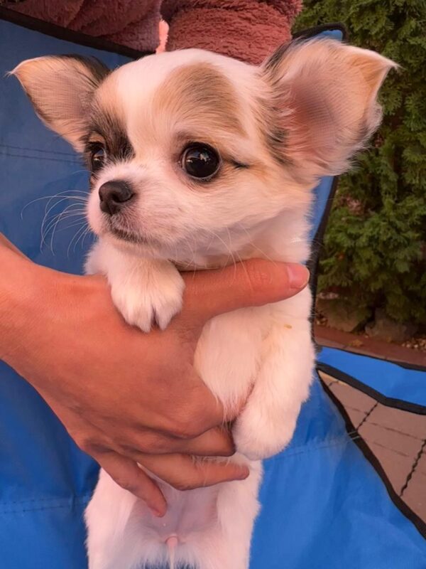 Minnie Chihuahua Minnie Chihuahua