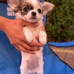 Minnie-female-chihuahua-puppy-for-sale-1 (3)