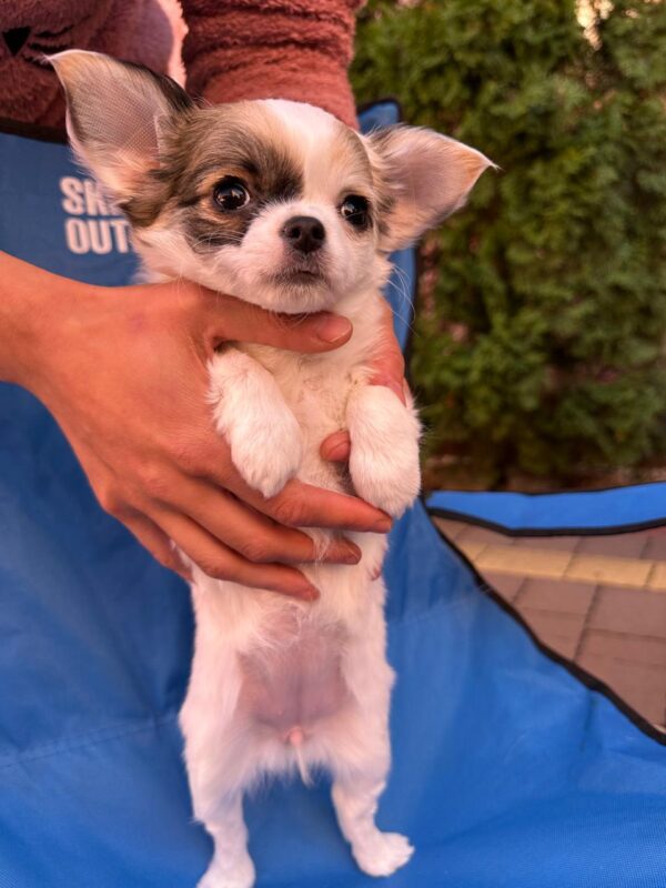 Minnie Chihuahua Minnie Chihuahua