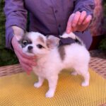 Minnie-female-chihuahua-puppy-for-sale-1 (4)
