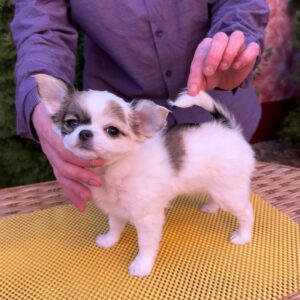 Minnie Chihuahua Minnie Chihuahua