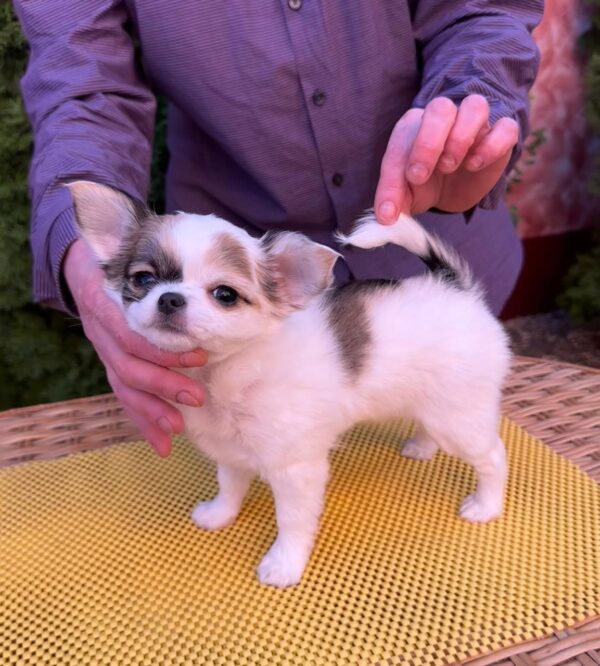 Minnie Chihuahua Minnie Chihuahua