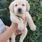 Mior-male-labrador-retriever-puppy-for-sale-1 (1)
