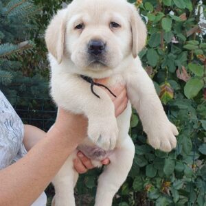 Mior Labrador Retriever Mior Labrador Retriever