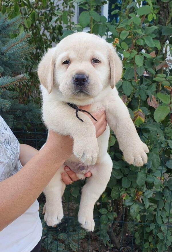 Mior Labrador Retriever Mior Labrador Retriever