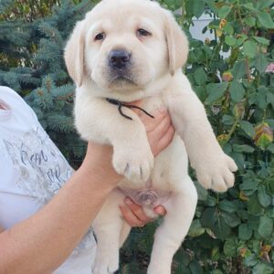 Mior Labrador Retriever Mior Labrador Retriever