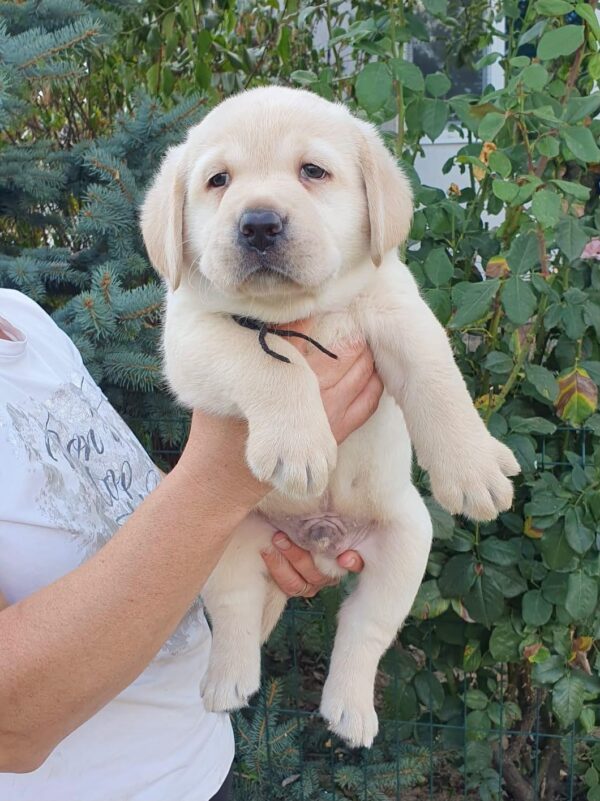 Mior Labrador Retriever Mior Labrador Retriever