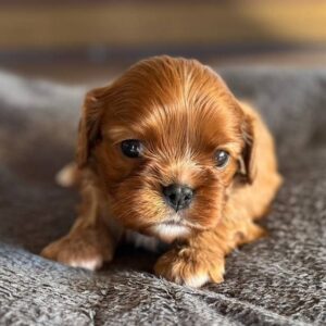 Miu-Miu Cavapoo Miu-Miu Cavapoo
