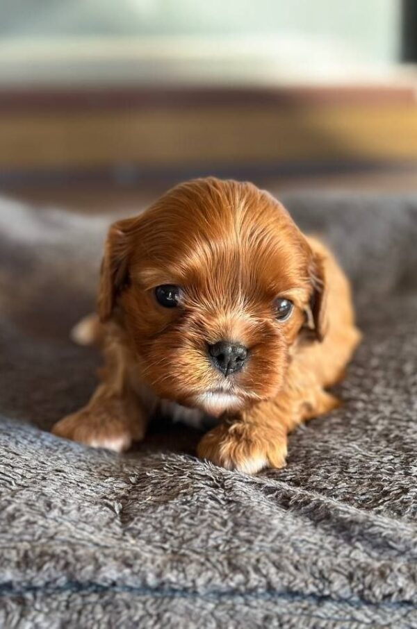 Miu-Miu Cavapoo Miu-Miu Cavapoo