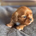 Miu-Miu-female-Cavapoo-puppy-for-sale- (2)