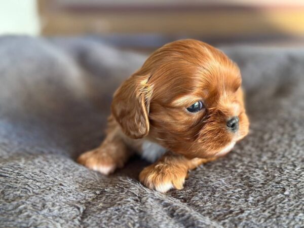 Miu-Miu Cavapoo Miu-Miu Cavapoo