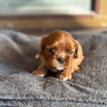 Miu-Miu-female-Cavapoo-puppy-for-sale- (3)