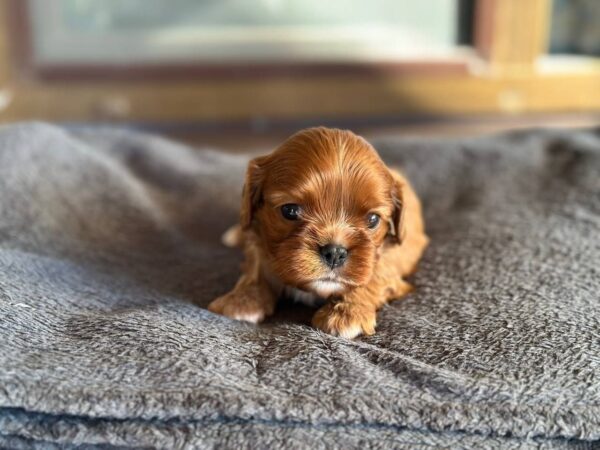 Miu-Miu Cavapoo Miu-Miu Cavapoo