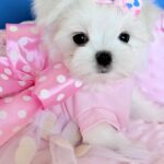 Monica-female-Biewer-puppy-for-sale- (1)
