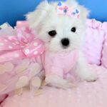 Monica-female-Biewer-puppy-for-sale- (2)