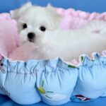 Monica-female-Biewer-puppy-for-sale- (3)