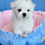 Monica-female-Biewer-puppy-for-sale- (4)