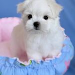 Monica-female-Biewer-puppy-for-sale- (5)