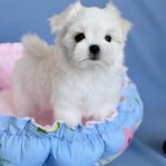 Monica-female-Biewer-puppy-for-sale- (6)
