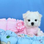 Monica-female-Biewer-puppy-for-sale- (7)