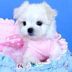 Monica-female-Biewer-puppy-for-sale- (8)